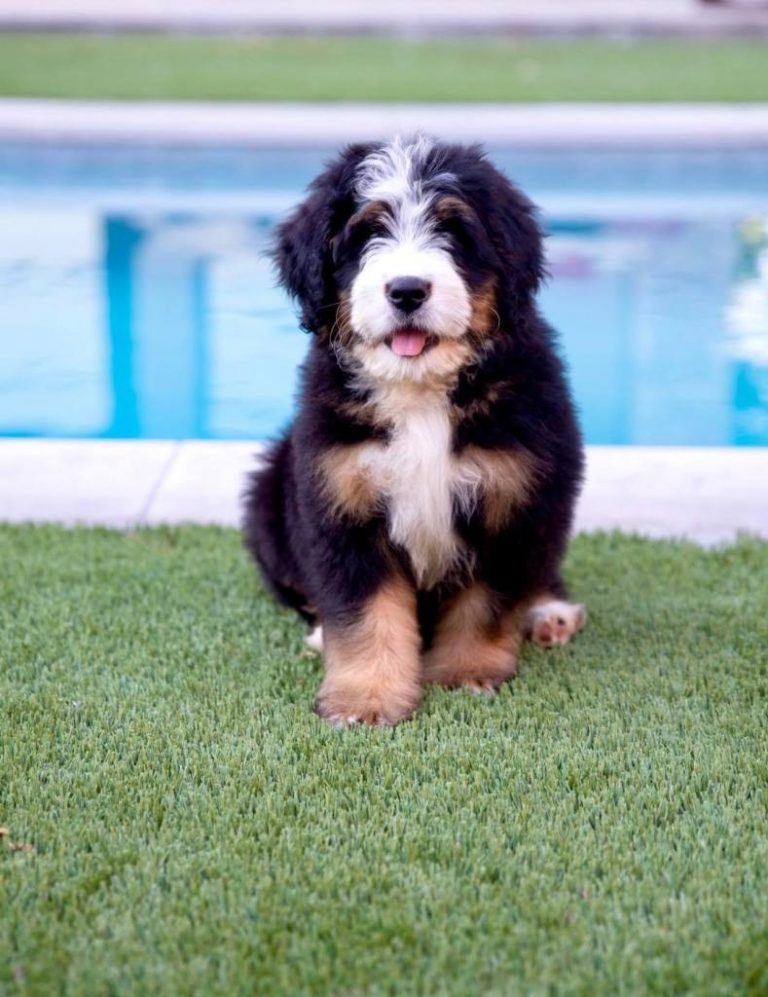 About Ultra Bernedoodle - Bernedoodles for Sale in Texas