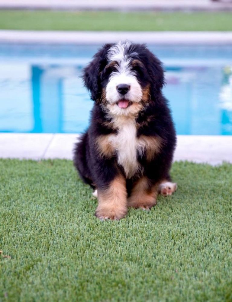 Mini best sale bernedoodle cost