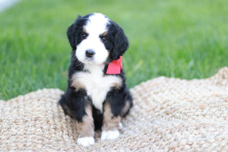 Read more about the article Our Bernedoodle Puppy Placements Throughout the US