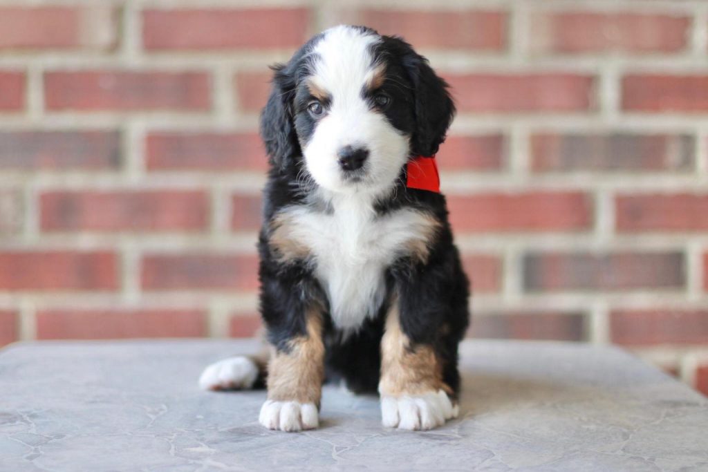 Bernedoodle coat type