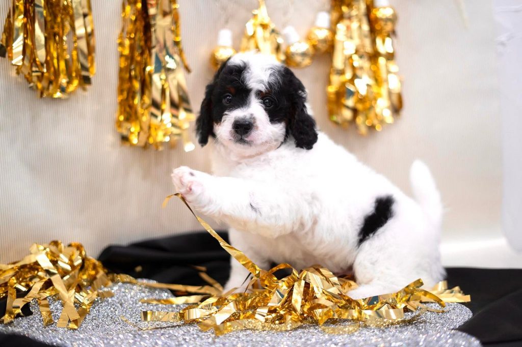 Bernedoodle TX