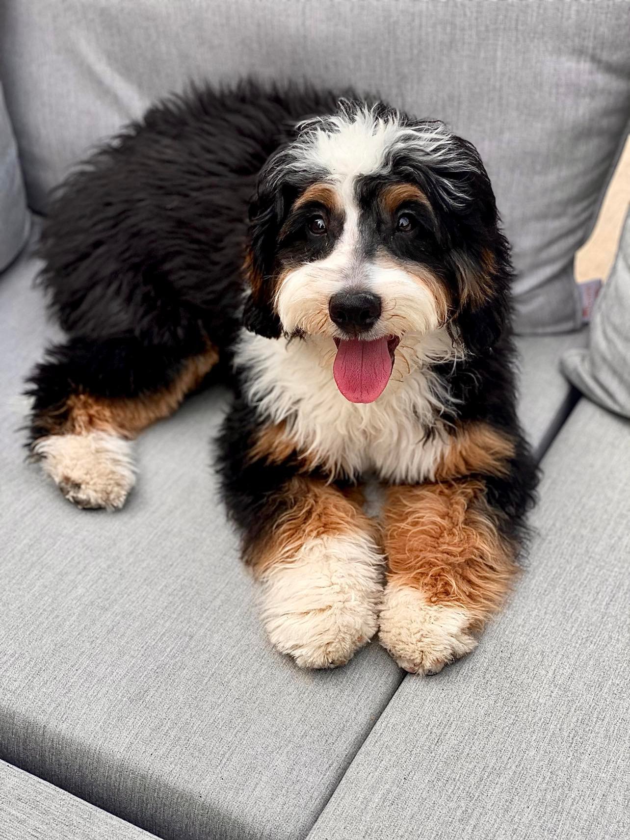 Bernedoodle Mom