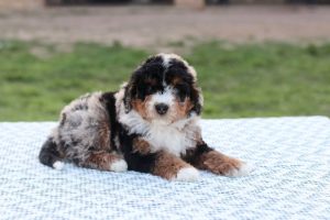 bernedoodle in texas living requirements