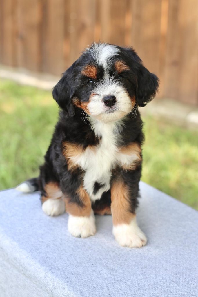 Exceptional Bernedoodle Puppies for Sale - Puppies Available