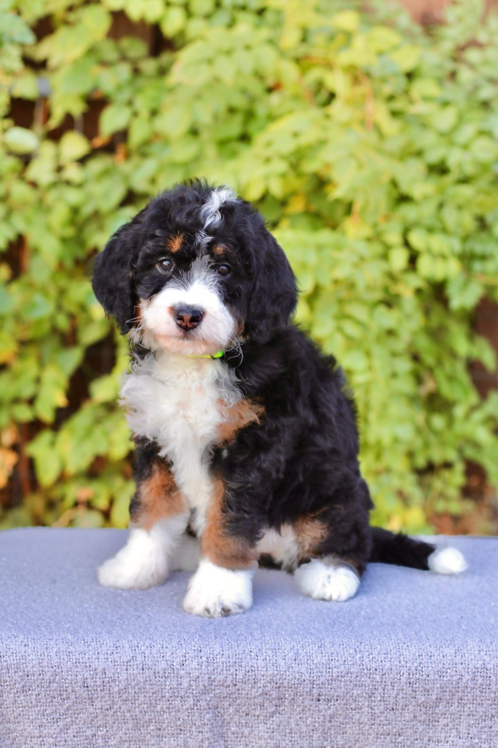 Exceptional Bernedoodle Puppies for Sale Puppies Available