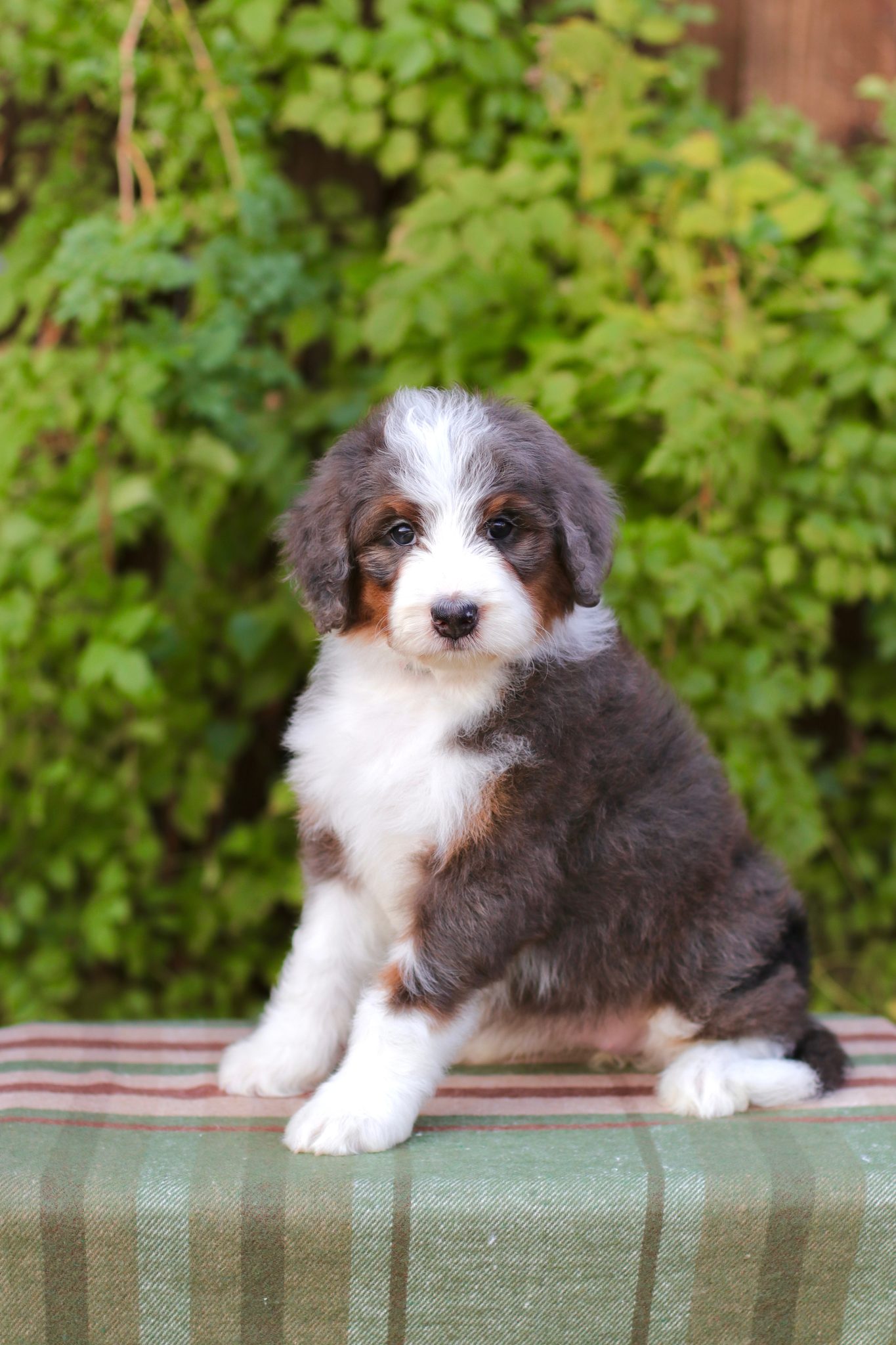 Exceptional Bernedoodle Puppies For Sale - Puppies Available