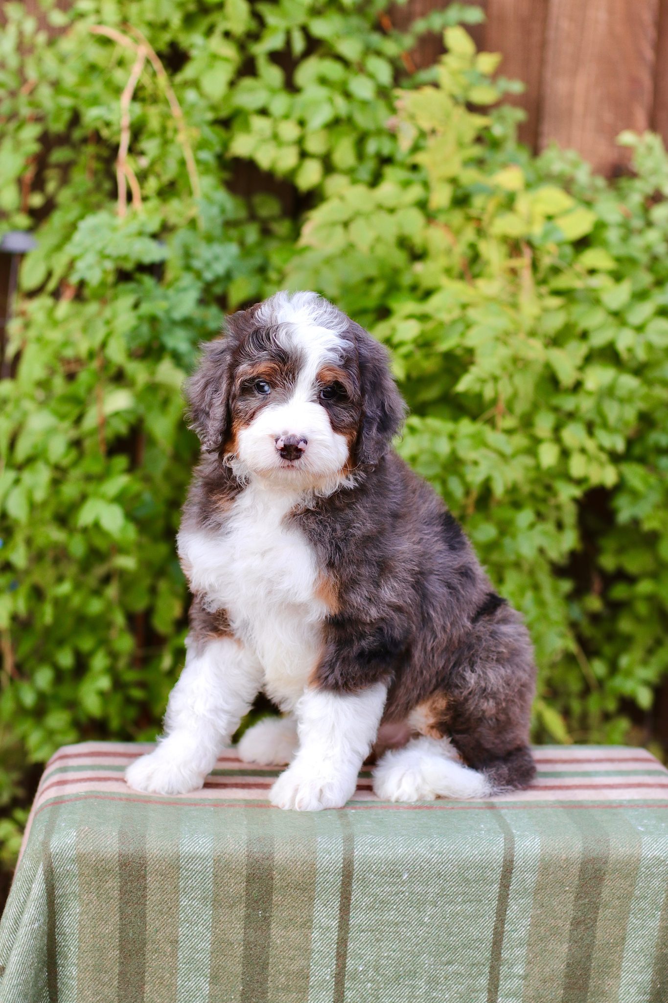 Exceptional Bernedoodle Puppies for Sale Puppies Available