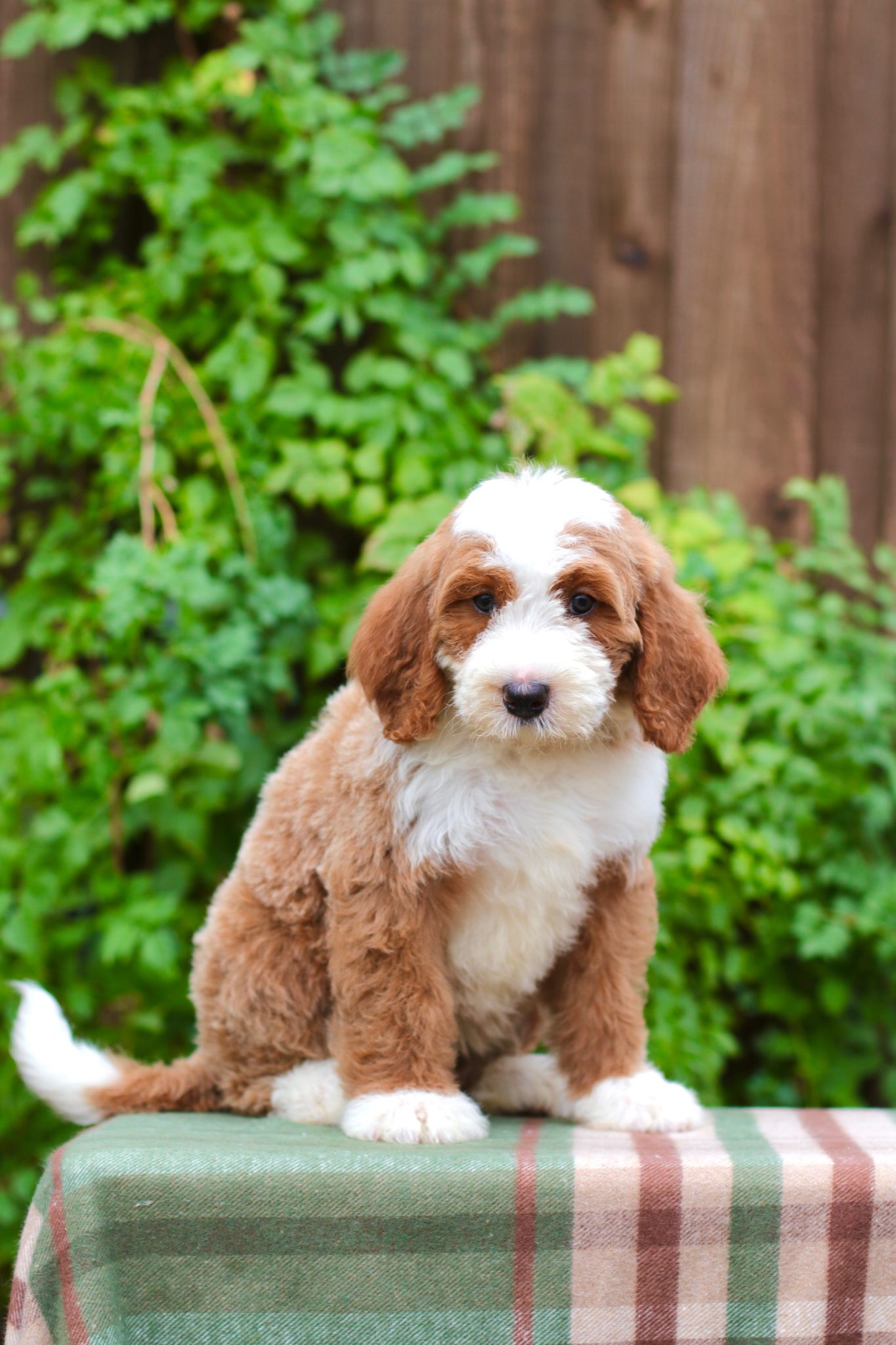 Exceptional Bernedoodle Puppies for Sale Puppies Available