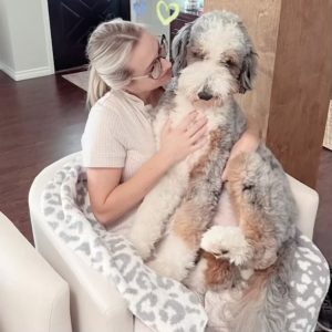 bernedoodle guardian home tx