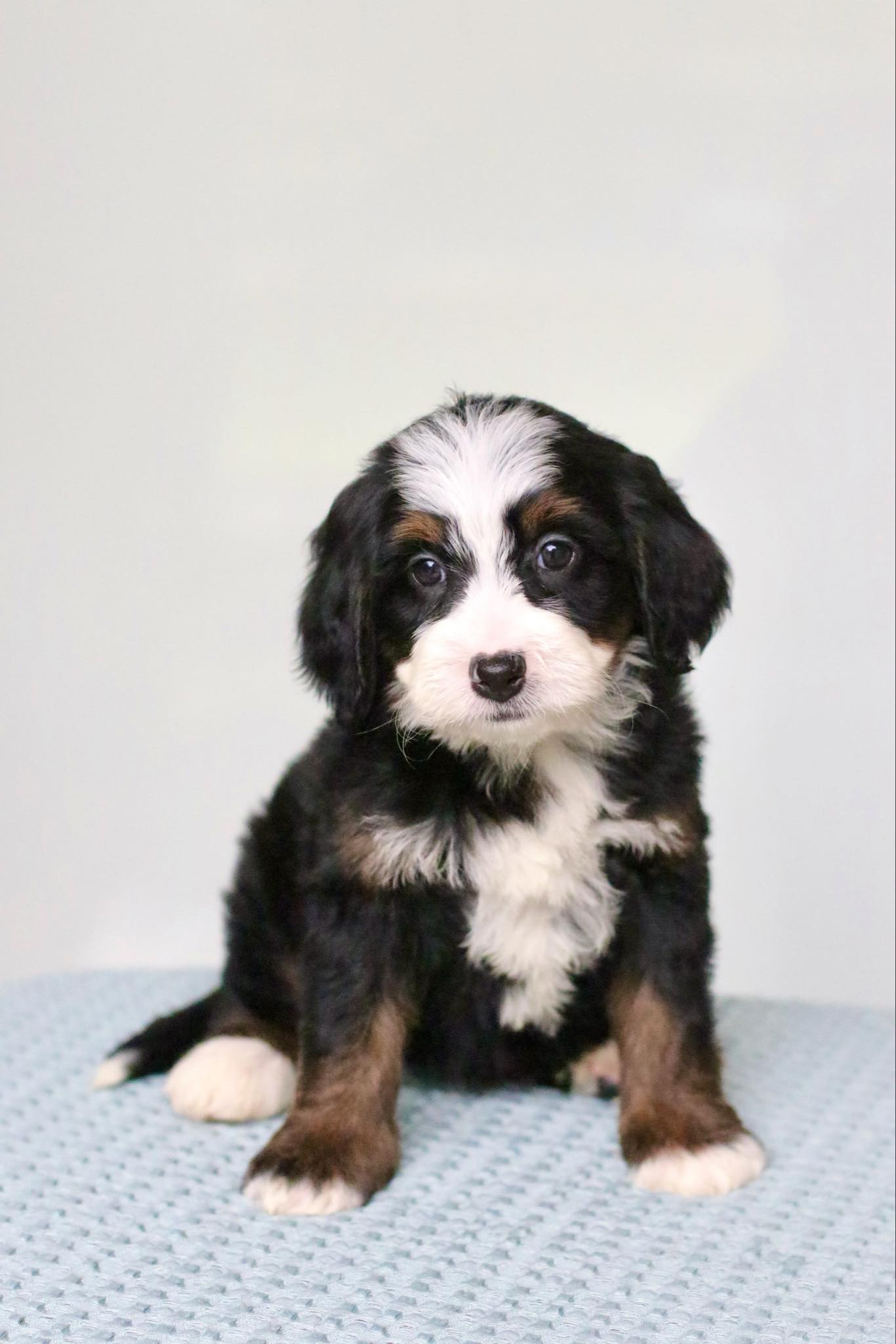 Exceptional Bernedoodle Puppies for Sale - Puppies Available