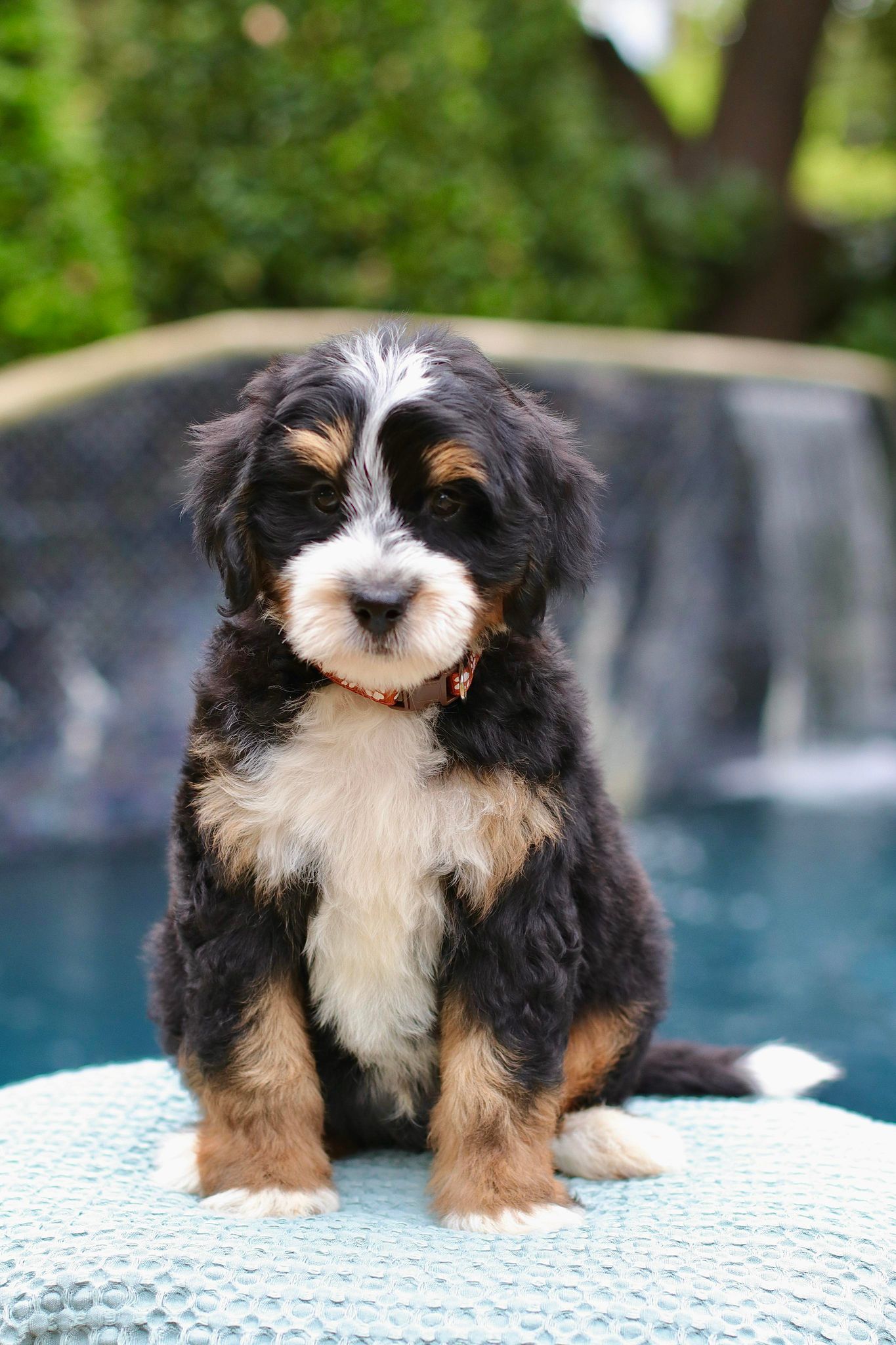 Exceptional Bernedoodle Puppies for Sale - Puppies Available