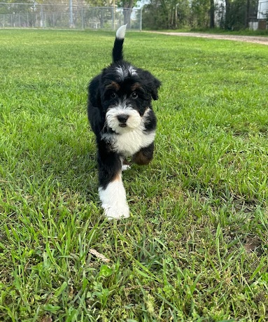 bernedoodle