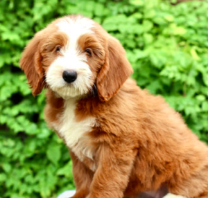 ultra bernedoodle puppy