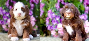 standard bernedoodles for sale