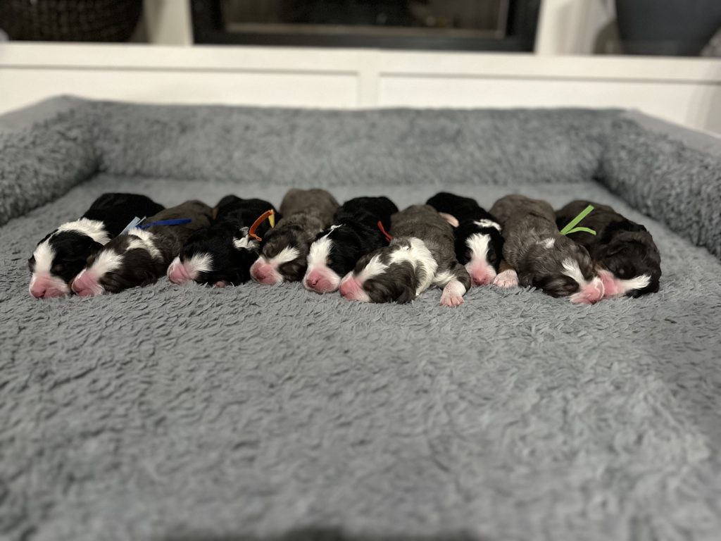 standard bernedoodles for sale tx