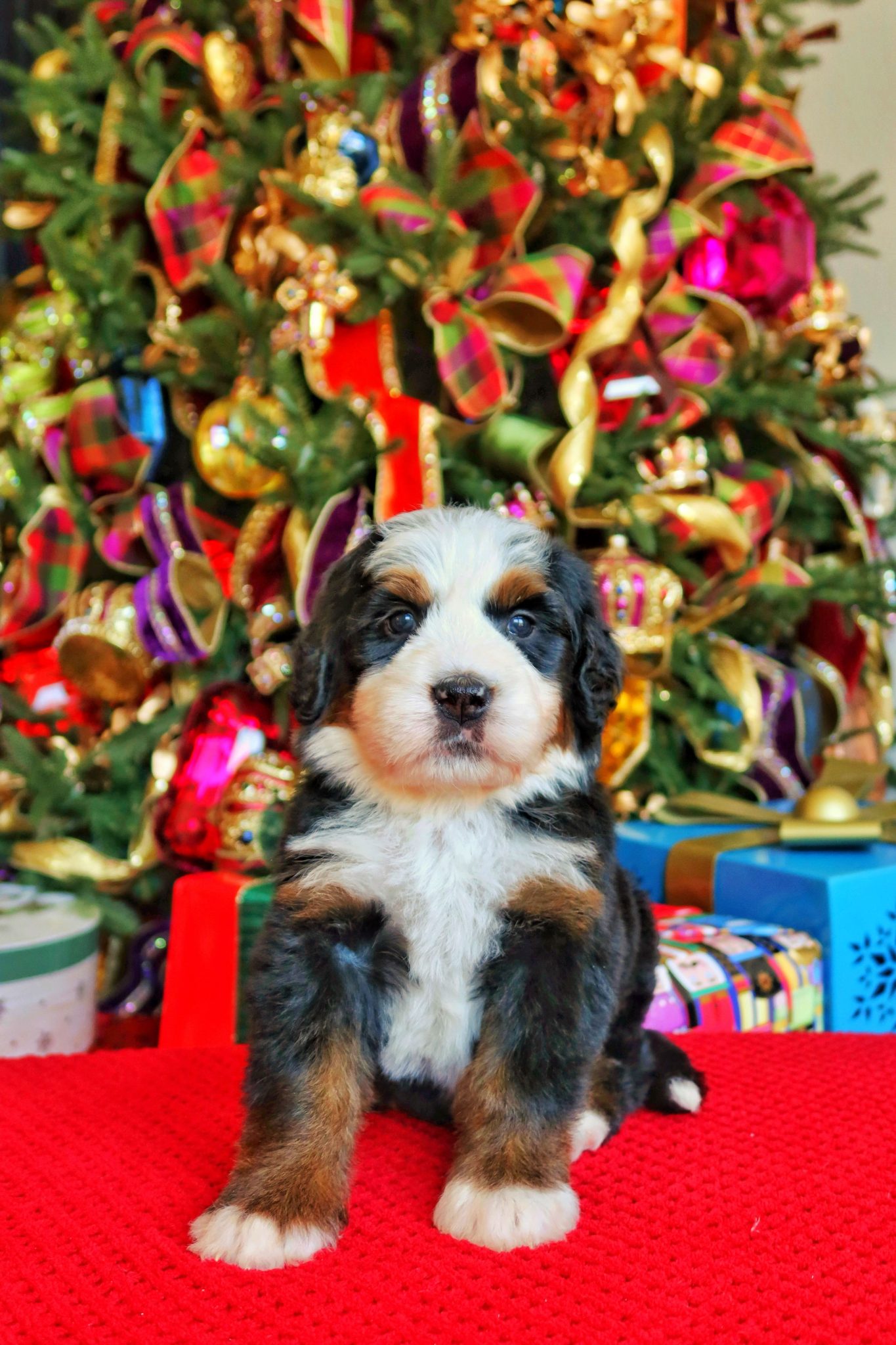 ultra bernedoodle puppies for sale