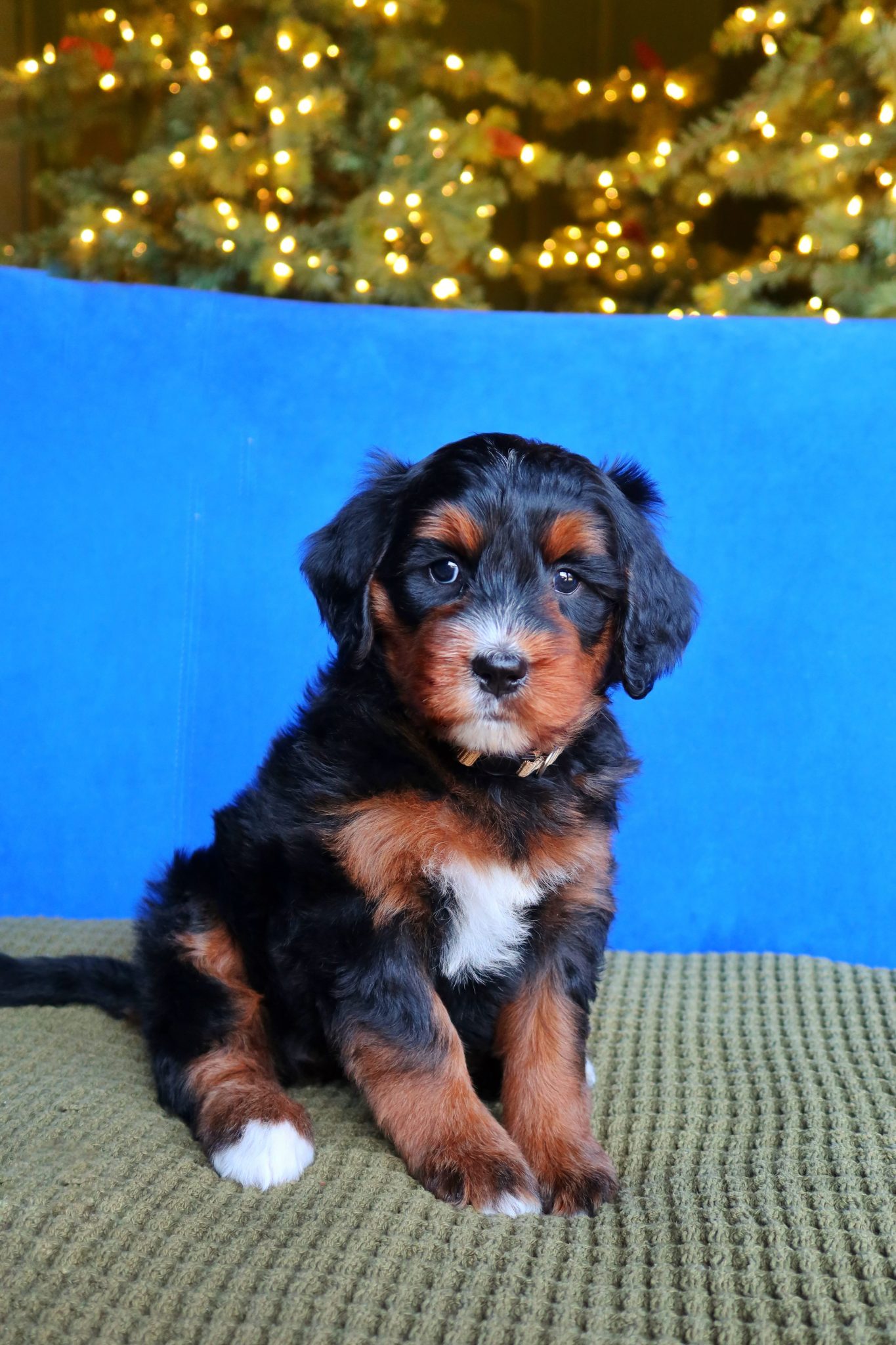 standard bernedoodles for sale