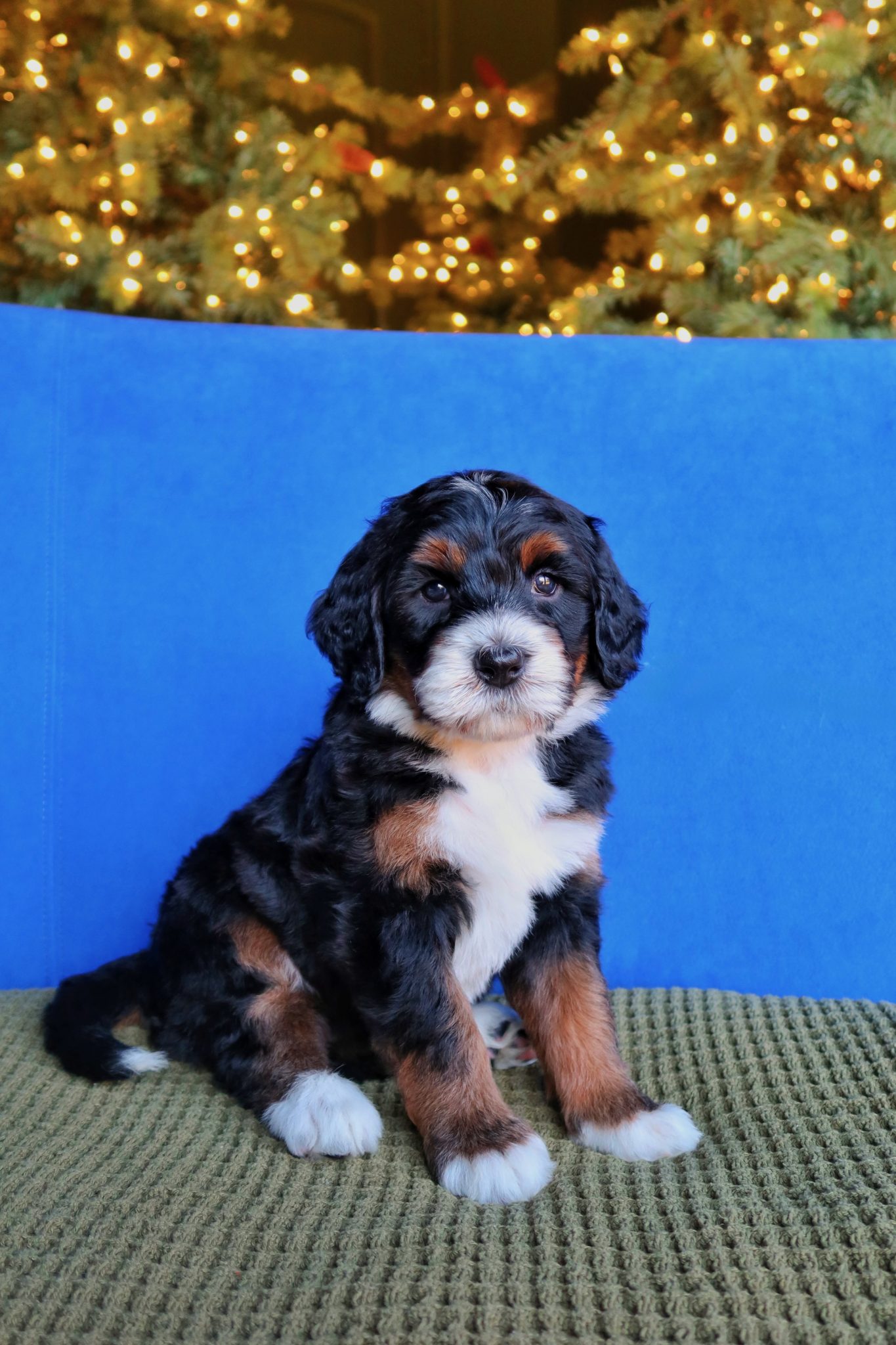 female standard bernedoodle puppies