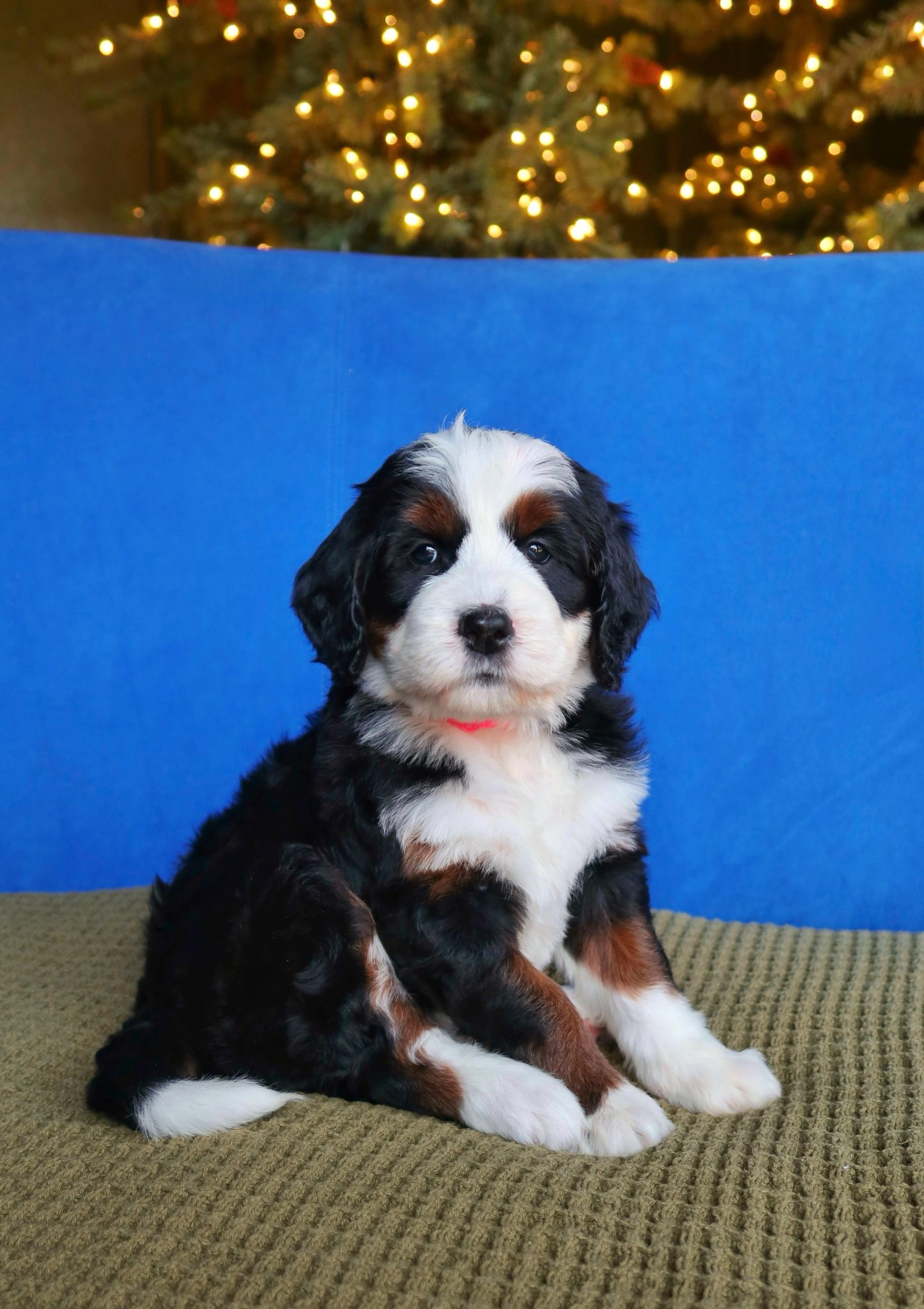 big sized bernedoodle puppies