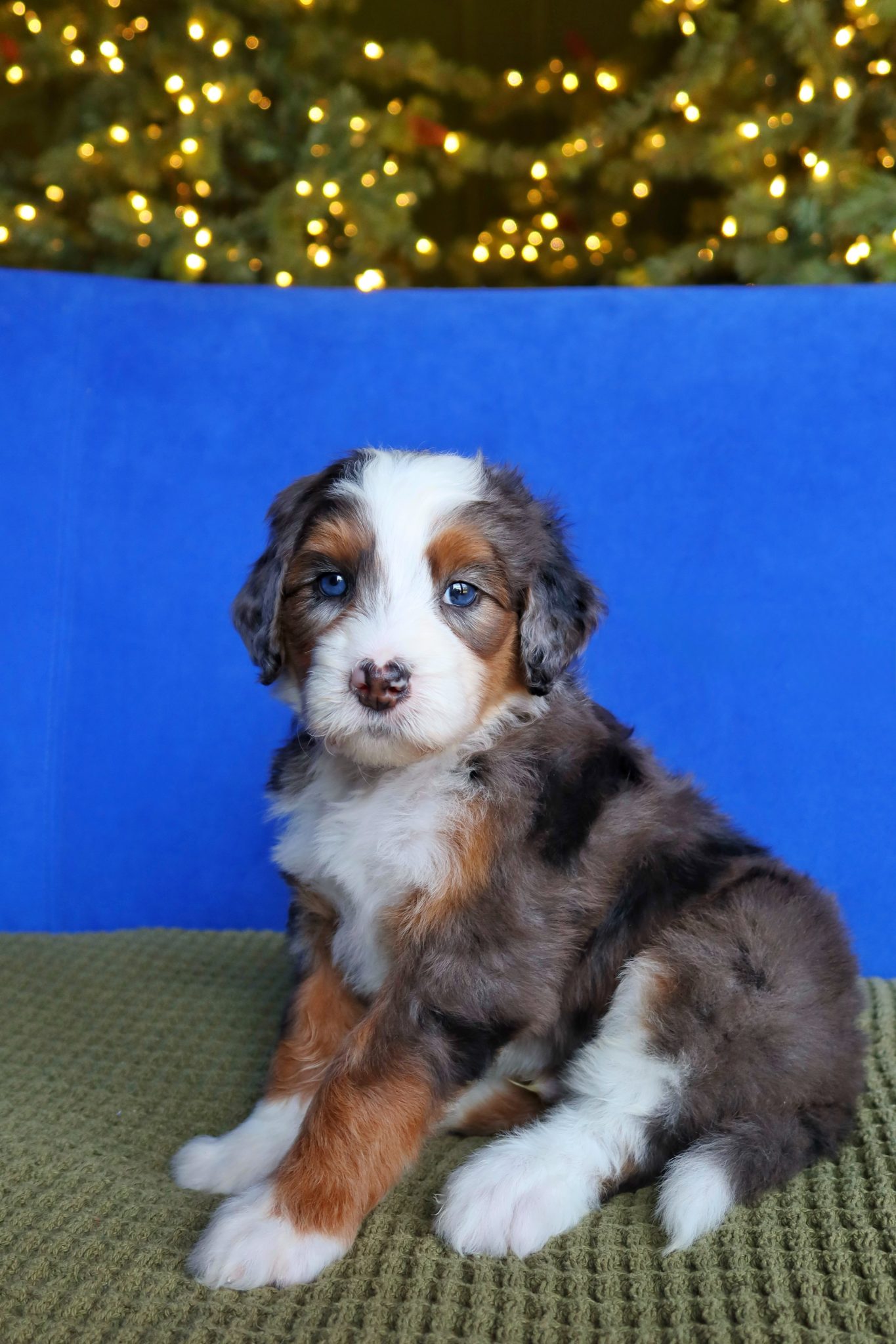 xl bernedoodle puppies