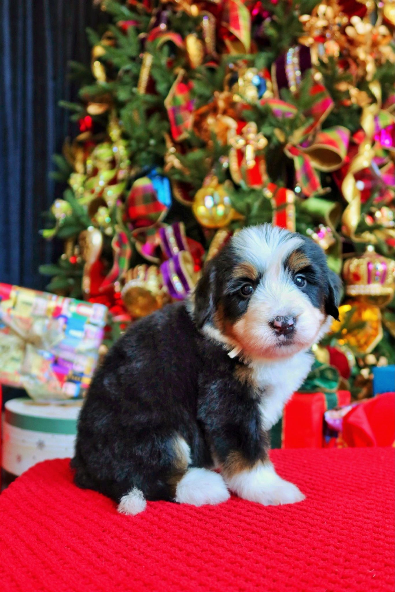 bernedoodles houston