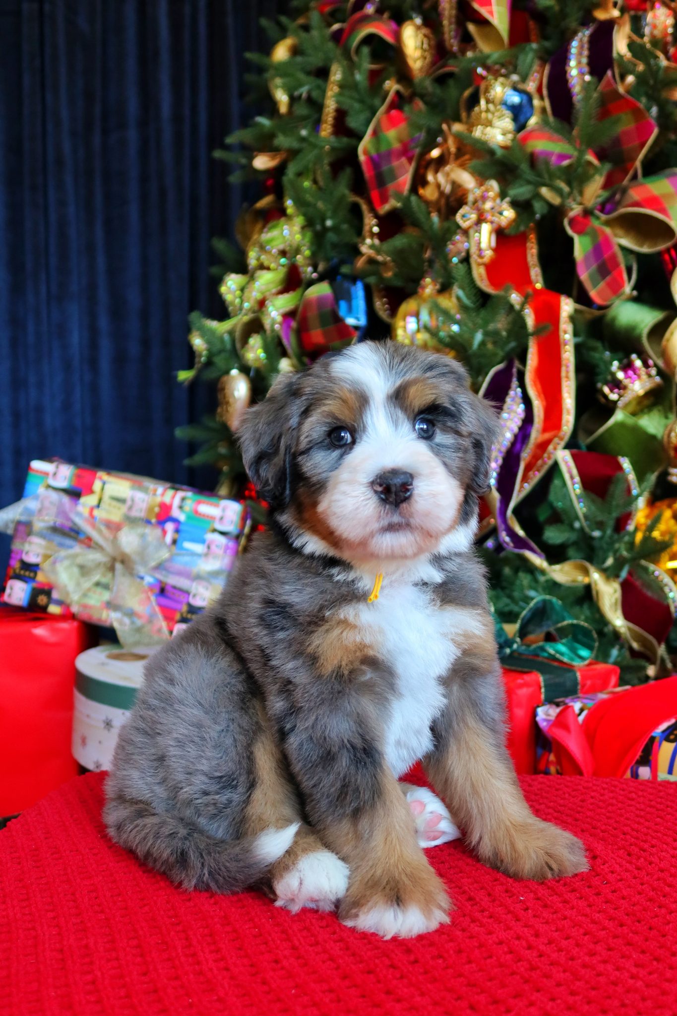 male ultra bernedoodle puppies