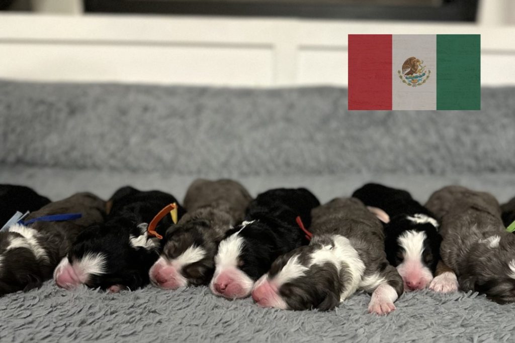 Bernedoodle adaptado a México
