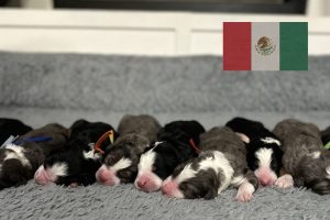 Bernedoodle adaptado a México