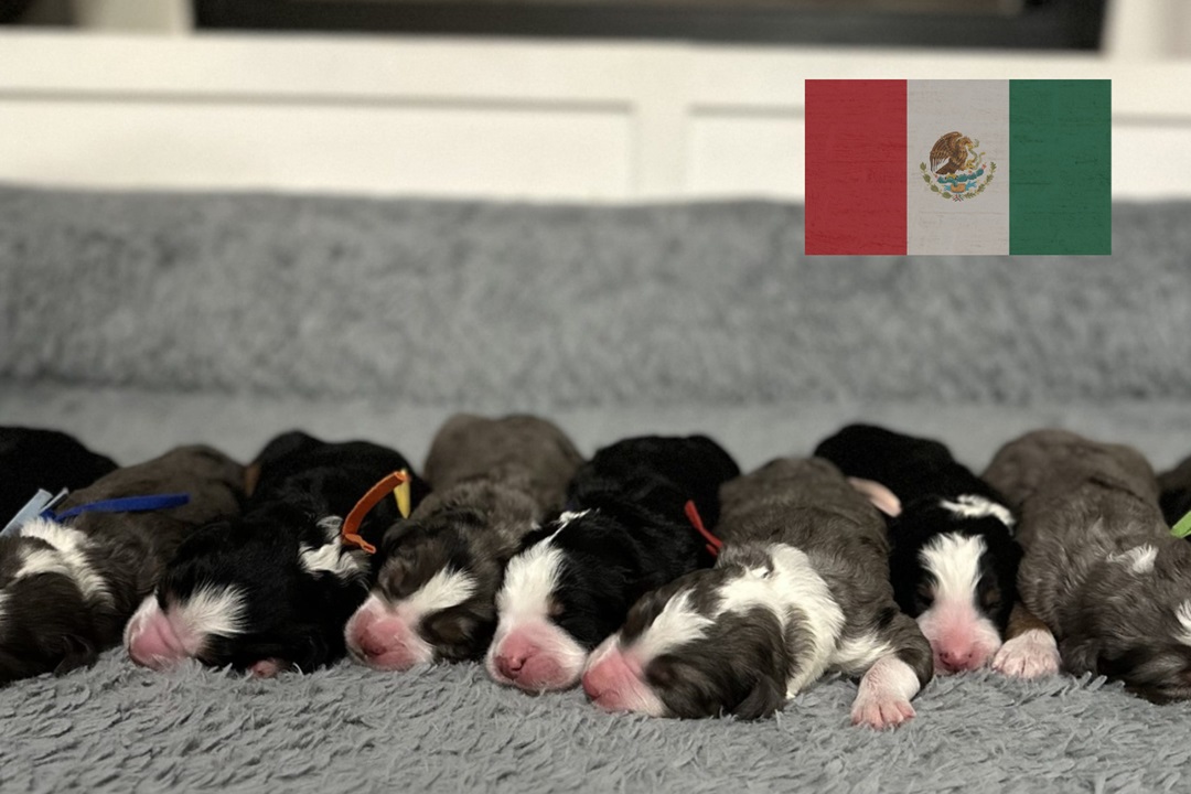 Read more about the article ¿Qué Hace que Nuestros Bernedoodles de Texas Sean Ideales para Familias en México?