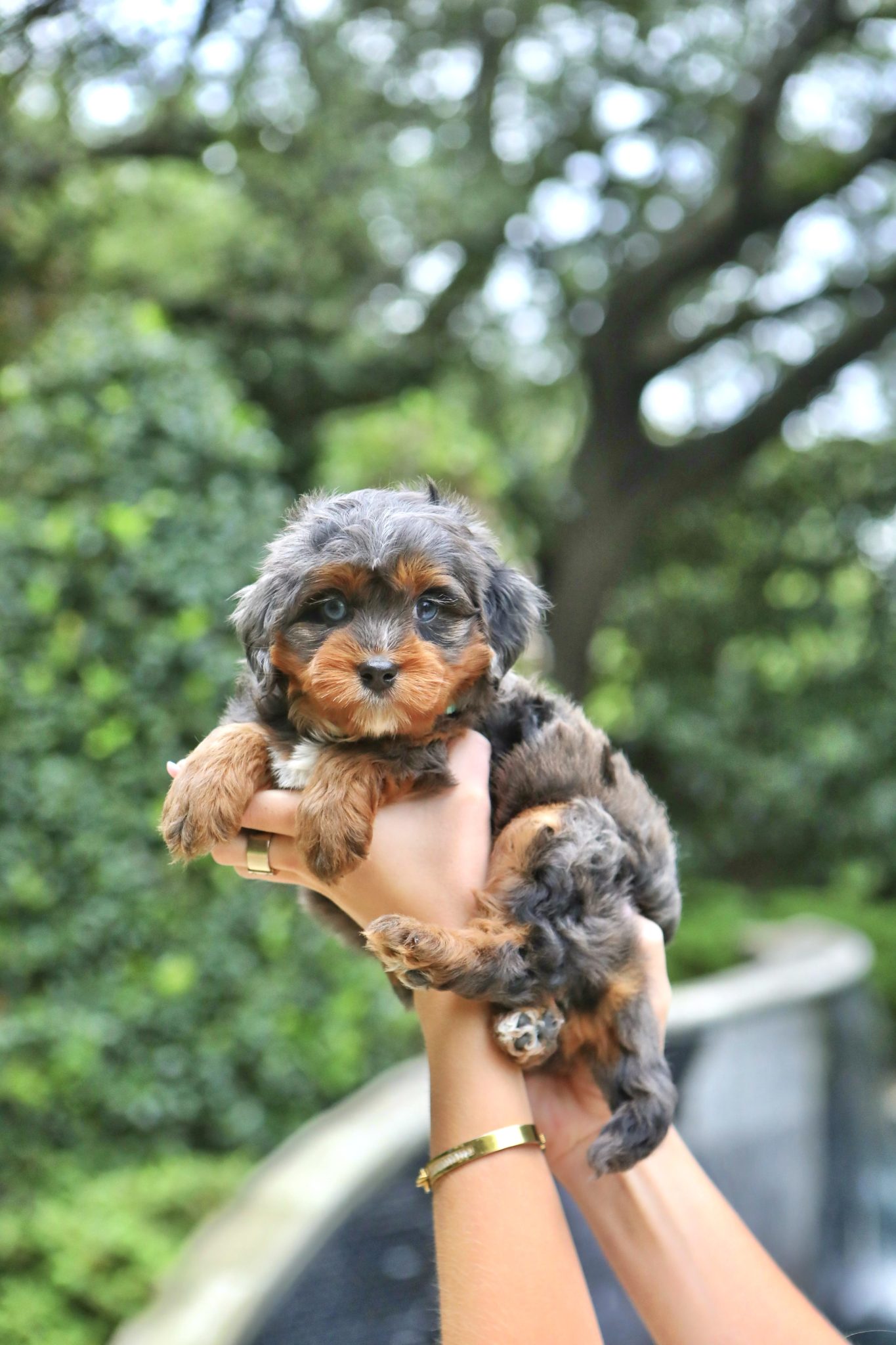 bernedoodles for sale
