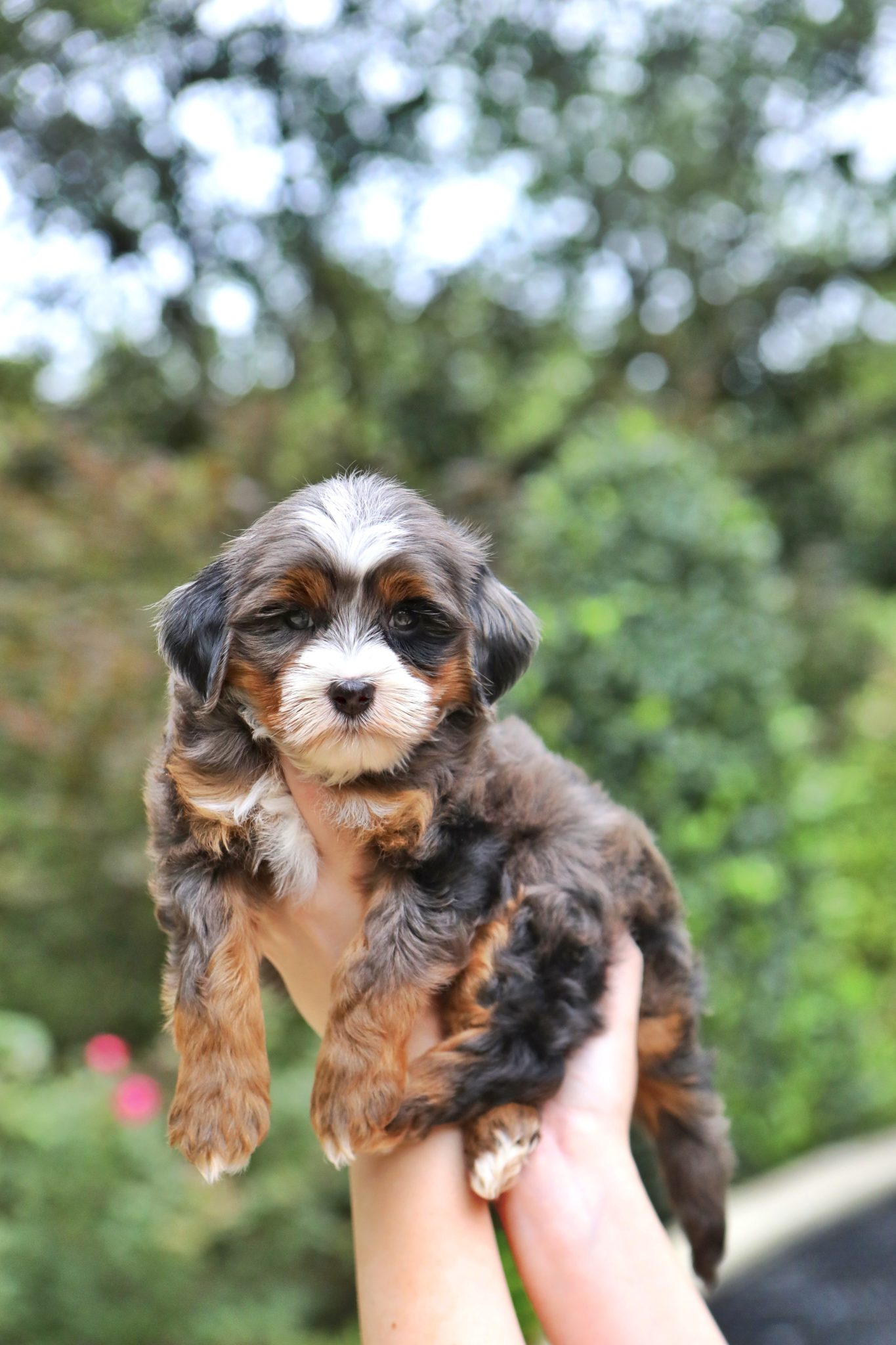 premium bernedoodle puppies